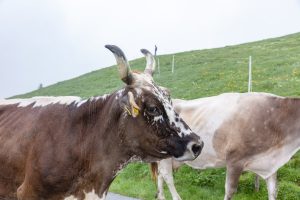 Alp, Alpen, Alpfahrt, Alps, Appenzell, Appenzell Ausserrohden, Appenzellerland, Brauchtum und Anlässe, Kühe, Landschaft und Natur, Orte, Ostschweiz, Schweiz, Sennen, Suisse, Switzerland, Tier, Tracht