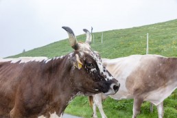 Alp, Alpen, Alpfahrt, Alps, Appenzell, Appenzell Ausserrohden, Appenzellerland, Brauchtum und Anlässe, Kühe, Landschaft und Natur, Orte, Ostschweiz, Schweiz, Sennen, Suisse, Switzerland, Tier, Tracht