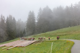 Alp, Alpen, Alpfahrt, Alps, Appenzell, Appenzell Ausserrohden, Appenzellerland, Brauchtum und Anlässe, Kühe, Landschaft und Natur, Orte, Ostschweiz, Schweiz, Sennen, Suisse, Switzerland, Tier, Tracht
