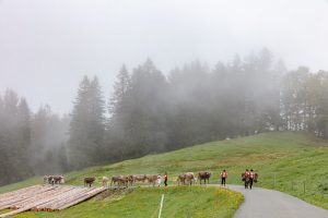 Alp, Alpen, Alpfahrt, Alps, Appenzell, Appenzell Ausserrohden, Appenzellerland, Brauchtum und Anlässe, Kühe, Landschaft und Natur, Orte, Ostschweiz, Schweiz, Sennen, Suisse, Switzerland, Tier, Tracht