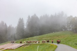 Alp, Alpen, Alpfahrt, Alps, Appenzell, Appenzell Ausserrohden, Appenzellerland, Brauchtum und Anlässe, Kühe, Landschaft und Natur, Orte, Ostschweiz, Schweiz, Sennen, Suisse, Switzerland, Tier, Tracht