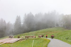 Alp, Alpen, Alpfahrt, Alps, Appenzell, Appenzell Ausserrohden, Appenzellerland, Brauchtum und Anlässe, Kühe, Landschaft und Natur, Orte, Ostschweiz, Schweiz, Sennen, Suisse, Switzerland, Tier, Tracht