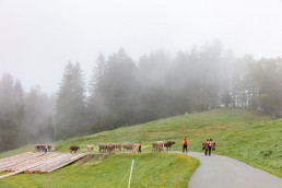 Alp, Alpen, Alpfahrt, Alps, Appenzell, Appenzell Ausserrohden, Appenzellerland, Brauchtum und Anlässe, Kühe, Landschaft und Natur, Orte, Ostschweiz, Schweiz, Sennen, Suisse, Switzerland, Tier, Tracht