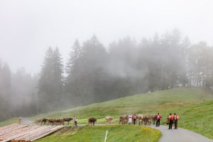 Alp, Alpen, Alpfahrt, Alps, Appenzell, Appenzell Ausserrohden, Appenzellerland, Brauchtum und Anlässe, Kühe, Landschaft und Natur, Orte, Ostschweiz, Schweiz, Sennen, Suisse, Switzerland, Tier, Tracht
