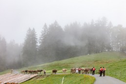 Alp, Alpen, Alpfahrt, Alps, Appenzell, Appenzell Ausserrohden, Appenzellerland, Brauchtum und Anlässe, Kühe, Landschaft und Natur, Orte, Ostschweiz, Schweiz, Sennen, Suisse, Switzerland, Tier, Tracht