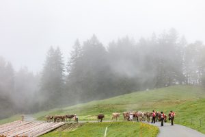 Alp, Alpen, Alpfahrt, Alps, Appenzell, Appenzell Ausserrohden, Appenzellerland, Brauchtum und Anlässe, Kühe, Landschaft und Natur, Orte, Ostschweiz, Schweiz, Sennen, Suisse, Switzerland, Tier, Tracht