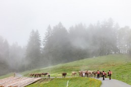 Alp, Alpen, Alpfahrt, Alps, Appenzell, Appenzell Ausserrohden, Appenzellerland, Brauchtum und Anlässe, Kühe, Landschaft und Natur, Orte, Ostschweiz, Schweiz, Sennen, Suisse, Switzerland, Tier, Tracht