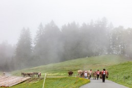 Alp, Alpen, Alpfahrt, Alps, Appenzell, Appenzell Ausserrohden, Appenzellerland, Brauchtum und Anlässe, Kühe, Landschaft und Natur, Orte, Ostschweiz, Schweiz, Sennen, Suisse, Switzerland, Tier, Tracht