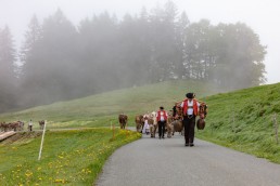 Alp, Alpen, Alpfahrt, Alps, Appenzell, Appenzell Ausserrohden, Appenzellerland, Brauchtum und Anlässe, Kühe, Landschaft und Natur, Orte, Ostschweiz, Schweiz, Sennen, Suisse, Switzerland, Tier, Tracht