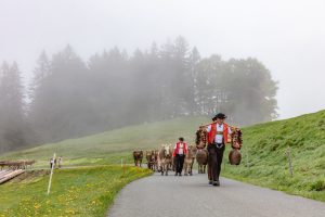 Alp, Alpen, Alpfahrt, Alps, Appenzell, Appenzell Ausserrohden, Appenzellerland, Brauchtum und Anlässe, Kühe, Landschaft und Natur, Orte, Ostschweiz, Schweiz, Sennen, Suisse, Switzerland, Tier, Tracht