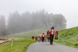Alp, Alpen, Alpfahrt, Alps, Appenzell, Appenzell Ausserrohden, Appenzellerland, Brauchtum und Anlässe, Kühe, Landschaft und Natur, Orte, Ostschweiz, Schweiz, Sennen, Suisse, Switzerland, Tier, Tracht
