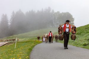 Alp, Alpen, Alpfahrt, Alps, Appenzell, Appenzell Ausserrohden, Appenzellerland, Brauchtum und Anlässe, Kühe, Landschaft und Natur, Orte, Ostschweiz, Schweiz, Sennen, Suisse, Switzerland, Tier, Tracht