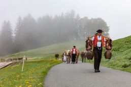 Alp, Alpen, Alpfahrt, Alps, Appenzell, Appenzell Ausserrohden, Appenzellerland, Brauchtum und Anlässe, Kühe, Landschaft und Natur, Orte, Ostschweiz, Schweiz, Sennen, Suisse, Switzerland, Tier, Tracht