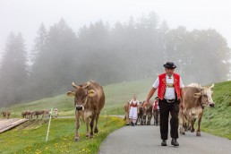 Alp, Alpen, Alpfahrt, Alps, Appenzell, Appenzell Ausserrohden, Appenzellerland, Brauchtum und Anlässe, Kühe, Landschaft und Natur, Orte, Ostschweiz, Schweiz, Sennen, Suisse, Switzerland, Tier, Tracht