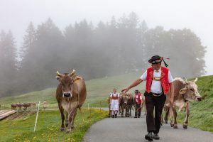 Alp, Alpen, Alpfahrt, Alps, Appenzell, Appenzell Ausserrohden, Appenzellerland, Brauchtum und Anlässe, Kühe, Landschaft und Natur, Orte, Ostschweiz, Schweiz, Sennen, Suisse, Switzerland, Tier, Tracht