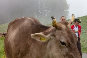Alp, Alpen, Alpfahrt, Alps, Appenzell, Appenzell Ausserrohden, Appenzellerland, Brauchtum und Anlässe, Kühe, Landschaft und Natur, Orte, Ostschweiz, Schweiz, Sennen, Suisse, Switzerland, Tier, Tracht