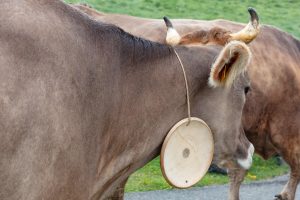 Alp, Alpen, Alpfahrt, Alps, Appenzell, Appenzell Ausserrohden, Appenzellerland, Brauchtum und Anlässe, Kühe, Landschaft und Natur, Orte, Ostschweiz, Schweiz, Sennen, Suisse, Switzerland, Tier, Tracht