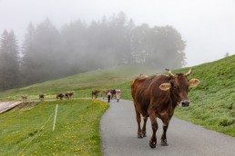 Alp, Alpen, Alpfahrt, Alps, Appenzell, Appenzell Ausserrohden, Appenzellerland, Brauchtum und Anlässe, Kühe, Landschaft und Natur, Orte, Ostschweiz, Schweiz, Sennen, Suisse, Switzerland, Tier, Tracht