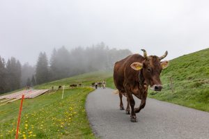 Alp, Alpen, Alpfahrt, Alps, Appenzell, Appenzell Ausserrohden, Appenzellerland, Brauchtum und Anlässe, Kühe, Landschaft und Natur, Orte, Ostschweiz, Schweiz, Sennen, Suisse, Switzerland, Tier, Tracht