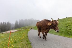 Alp, Alpen, Alpfahrt, Alps, Appenzell, Appenzell Ausserrohden, Appenzellerland, Brauchtum und Anlässe, Kühe, Landschaft und Natur, Orte, Ostschweiz, Schweiz, Sennen, Suisse, Switzerland, Tier, Tracht