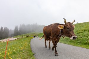 Alp, Alpen, Alpfahrt, Alps, Appenzell, Appenzell Ausserrohden, Appenzellerland, Brauchtum und Anlässe, Kühe, Landschaft und Natur, Orte, Ostschweiz, Schweiz, Sennen, Suisse, Switzerland, Tier, Tracht