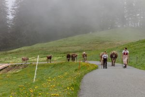 Alp, Alpen, Alpfahrt, Alps, Appenzell, Appenzell Ausserrohden, Appenzellerland, Brauchtum und Anlässe, Kühe, Landschaft und Natur, Orte, Ostschweiz, Schweiz, Sennen, Suisse, Switzerland, Tier, Tracht