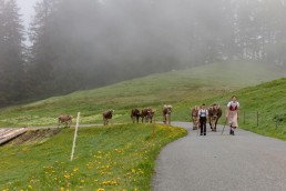 Alp, Alpen, Alpfahrt, Alps, Appenzell, Appenzell Ausserrohden, Appenzellerland, Brauchtum und Anlässe, Kühe, Landschaft und Natur, Orte, Ostschweiz, Schweiz, Sennen, Suisse, Switzerland, Tier, Tracht