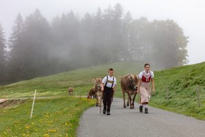 Alp, Alpen, Alpfahrt, Alps, Appenzell, Appenzell Ausserrohden, Appenzellerland, Brauchtum und Anlässe, Kühe, Landschaft und Natur, Orte, Ostschweiz, Schweiz, Sennen, Suisse, Switzerland, Tier, Tracht