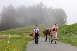 Alp, Alpen, Alpfahrt, Alps, Appenzell, Appenzell Ausserrohden, Appenzellerland, Brauchtum und Anlässe, Kühe, Landschaft und Natur, Orte, Ostschweiz, Schweiz, Sennen, Suisse, Switzerland, Tier, Tracht