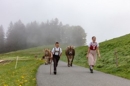 Alp, Alpen, Alpfahrt, Alps, Appenzell, Appenzell Ausserrohden, Appenzellerland, Brauchtum und Anlässe, Kühe, Landschaft und Natur, Orte, Ostschweiz, Schweiz, Sennen, Suisse, Switzerland, Tier, Tracht
