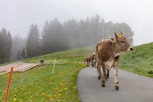 Alp, Alpen, Alpfahrt, Alps, Appenzell, Appenzell Ausserrohden, Appenzellerland, Brauchtum und Anlässe, Kühe, Landschaft und Natur, Orte, Ostschweiz, Schweiz, Sennen, Suisse, Switzerland, Tier, Tracht