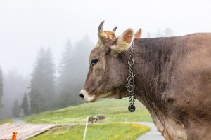Alp, Alpen, Alpfahrt, Alps, Appenzell, Appenzell Ausserrohden, Appenzellerland, Brauchtum und Anlässe, Kühe, Landschaft und Natur, Orte, Ostschweiz, Schweiz, Sennen, Suisse, Switzerland, Tier, Tracht