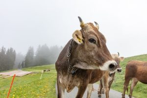 Alp, Alpen, Alpfahrt, Alps, Appenzell, Appenzell Ausserrohden, Appenzellerland, Brauchtum und Anlässe, Kühe, Landschaft und Natur, Orte, Ostschweiz, Schweiz, Sennen, Suisse, Switzerland, Tier, Tracht