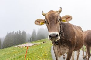 Alp, Alpen, Alpfahrt, Alps, Appenzell, Appenzell Ausserrohden, Appenzellerland, Brauchtum und Anlässe, Kühe, Landschaft und Natur, Orte, Ostschweiz, Schweiz, Sennen, Suisse, Switzerland, Tier, Tracht