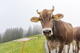 Alp, Alpen, Alpfahrt, Alps, Appenzell, Appenzell Ausserrohden, Appenzellerland, Brauchtum und Anlässe, Kühe, Landschaft und Natur, Orte, Ostschweiz, Schweiz, Sennen, Suisse, Switzerland, Tier, Tracht