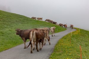 Alp, Alpen, Alpfahrt, Alps, Appenzell, Appenzell Ausserrohden, Appenzellerland, Brauchtum und Anlässe, Kühe, Landschaft und Natur, Orte, Ostschweiz, Schweiz, Sennen, Suisse, Switzerland, Tier, Tracht