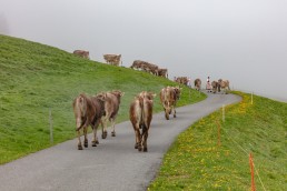 Alp, Alpen, Alpfahrt, Alps, Appenzell, Appenzell Ausserrohden, Appenzellerland, Brauchtum und Anlässe, Kühe, Landschaft und Natur, Orte, Ostschweiz, Schweiz, Sennen, Suisse, Switzerland, Tier, Tracht