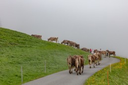 Alp, Alpen, Alpfahrt, Alps, Appenzell, Appenzell Ausserrohden, Appenzellerland, Brauchtum und Anlässe, Kühe, Landschaft und Natur, Orte, Ostschweiz, Schweiz, Sennen, Suisse, Switzerland, Tier, Tracht
