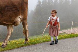 Alp, Alpen, Alpfahrt, Alps, Appenzell, Appenzell Ausserrohden, Appenzellerland, Brauchtum und Anlässe, Kühe, Landschaft und Natur, Orte, Ostschweiz, Schweiz, Sennen, Suisse, Switzerland, Tier, Tracht
