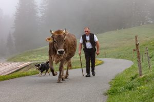 Alp, Alpen, Alpfahrt, Alps, Appenzell, Appenzell Ausserrohden, Appenzellerland, Brauchtum und Anlässe, Kühe, Landschaft und Natur, Orte, Ostschweiz, Schweiz, Sennen, Suisse, Switzerland, Tier, Tracht