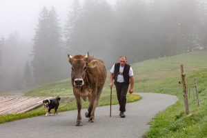 Alp, Alpen, Alpfahrt, Alps, Appenzell, Appenzell Ausserrohden, Appenzellerland, Brauchtum und Anlässe, Kühe, Landschaft und Natur, Orte, Ostschweiz, Schweiz, Sennen, Suisse, Switzerland, Tier, Tracht
