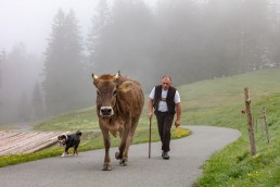 Alp, Alpen, Alpfahrt, Alps, Appenzell, Appenzell Ausserrohden, Appenzellerland, Brauchtum und Anlässe, Kühe, Landschaft und Natur, Orte, Ostschweiz, Schweiz, Sennen, Suisse, Switzerland, Tier, Tracht