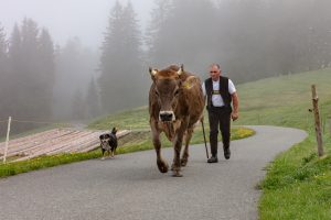 Alp, Alpen, Alpfahrt, Alps, Appenzell, Appenzell Ausserrohden, Appenzellerland, Brauchtum und Anlässe, Kühe, Landschaft und Natur, Orte, Ostschweiz, Schweiz, Sennen, Suisse, Switzerland, Tier, Tracht