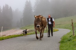 Alp, Alpen, Alpfahrt, Alps, Appenzell, Appenzell Ausserrohden, Appenzellerland, Brauchtum und Anlässe, Kühe, Landschaft und Natur, Orte, Ostschweiz, Schweiz, Sennen, Suisse, Switzerland, Tier, Tracht