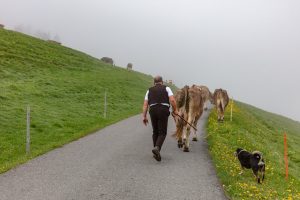 Alp, Alpen, Alpfahrt, Alps, Appenzell, Appenzell Ausserrohden, Appenzellerland, Brauchtum und Anlässe, Kühe, Landschaft und Natur, Orte, Ostschweiz, Schweiz, Sennen, Suisse, Switzerland, Tier, Tracht