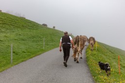 Alp, Alpen, Alpfahrt, Alps, Appenzell, Appenzell Ausserrohden, Appenzellerland, Brauchtum und Anlässe, Kühe, Landschaft und Natur, Orte, Ostschweiz, Schweiz, Sennen, Suisse, Switzerland, Tier, Tracht