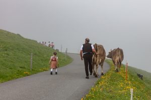 Alp, Alpen, Alpfahrt, Alps, Appenzell, Appenzell Ausserrohden, Appenzellerland, Brauchtum und Anlässe, Kühe, Landschaft und Natur, Orte, Ostschweiz, Schweiz, Sennen, Suisse, Switzerland, Tier, Tracht
