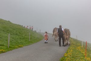 Alp, Alpen, Alpfahrt, Alps, Appenzell, Appenzell Ausserrohden, Appenzellerland, Brauchtum und Anlässe, Kühe, Landschaft und Natur, Orte, Ostschweiz, Schweiz, Sennen, Suisse, Switzerland, Tier, Tracht
