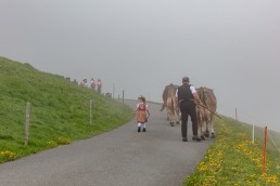 Alp, Alpen, Alpfahrt, Alps, Appenzell, Appenzell Ausserrohden, Appenzellerland, Brauchtum und Anlässe, Kühe, Landschaft und Natur, Orte, Ostschweiz, Schweiz, Sennen, Suisse, Switzerland, Tier, Tracht