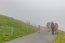 Alp, Alpen, Alpfahrt, Alps, Appenzell, Appenzell Ausserrohden, Appenzellerland, Brauchtum und Anlässe, Kühe, Landschaft und Natur, Orte, Ostschweiz, Schweiz, Sennen, Suisse, Switzerland, Tier, Tracht